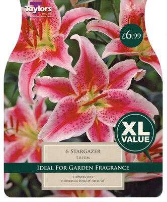 Xl Value Lilium Stargazer 16-18