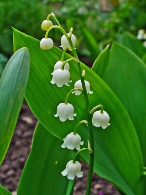 Xl Value Lily Of The Valley