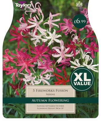 Xl Value Nerine Fireworks Fusion 12-14