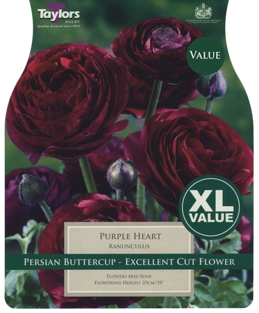 Xl Value Ranunculus Purple Heart