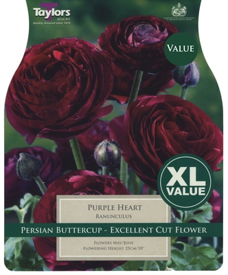 Xl Value Ranunculus Purple Heart