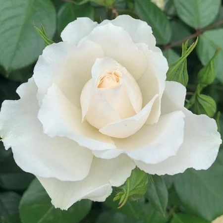 Your Wedding Day Pure White