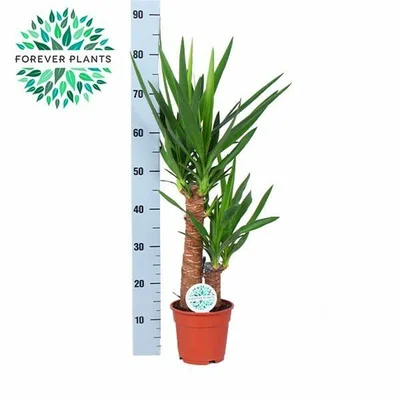 Yucca elephantipes³ P1745+20 stem