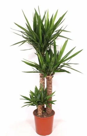 Yucca elephantipes P27